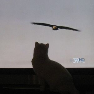 Meet your Posher, Alan